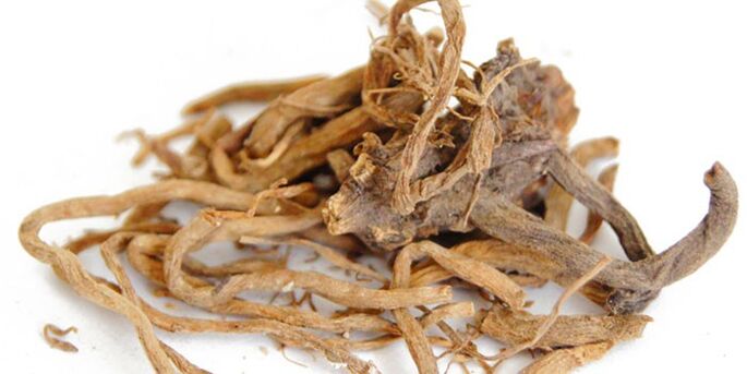 The decoction of the root